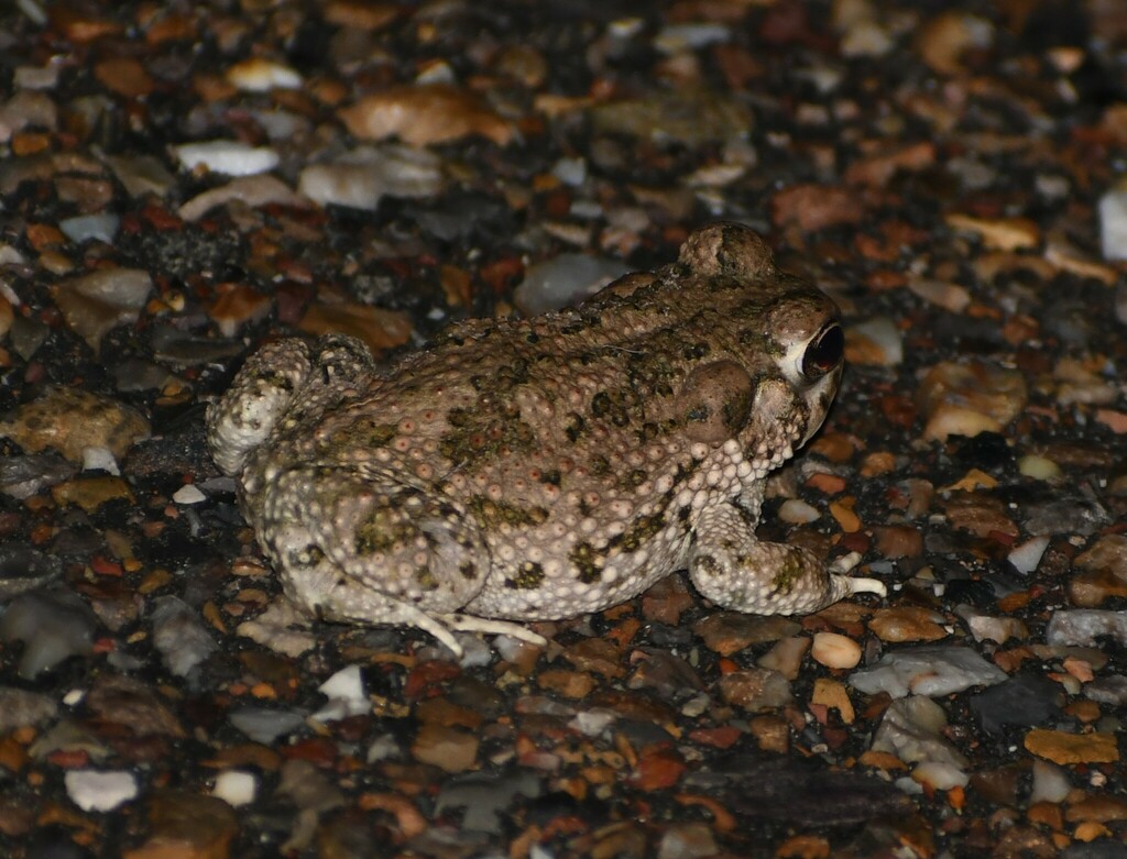 Texas Toad from Kenedy County, TX, USA on May 13, 2024 at 08:44 PM by ...