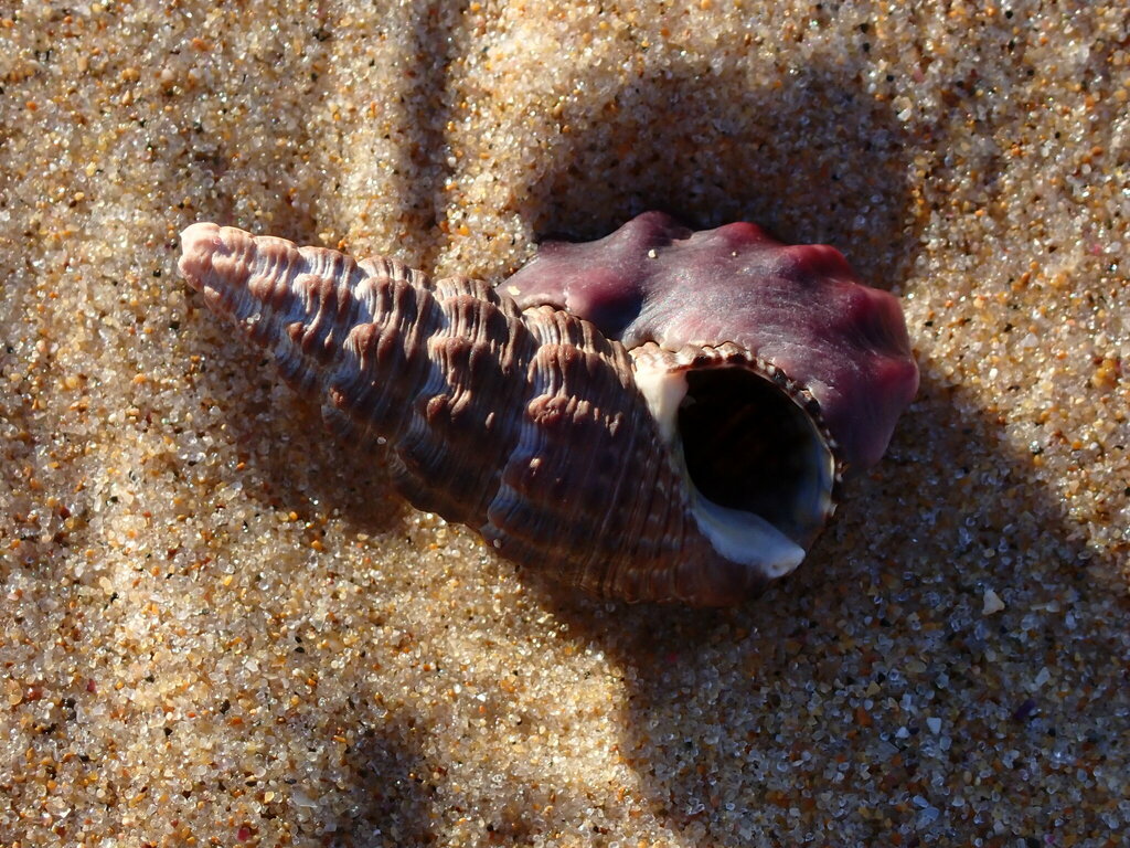 Australian Mud Whelk from Bundagen NSW 2454, Australia on May 15, 2024 ...