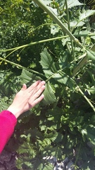 Crambe koktebelica