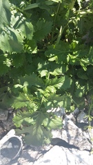 Crambe koktebelica