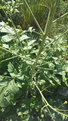 Crambe koktebelica