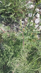 Salvia scabiosifolia