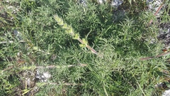 Salvia scabiosifolia