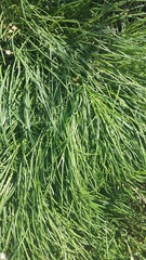Jurinea stoechadifolia