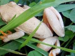 Hyperolius semidiscus