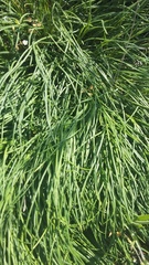 Jurinea stoechadifolia