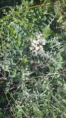 Astragalus dolichophyllus