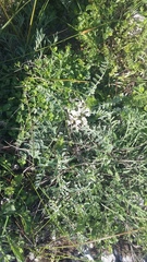 Astragalus dolichophyllus