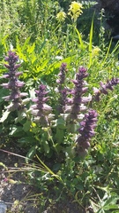 Ajuga orientalis