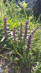 Ajuga orientalis