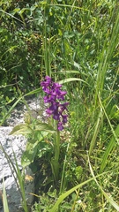 Anacamptis morio caucasica