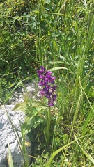 Anacamptis morio caucasica