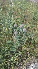 Hedysarum candidum