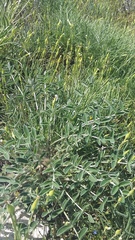Hedysarum candidum