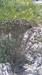 Jurinea stoechadifolia