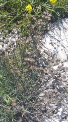 Jurinea stoechadifolia