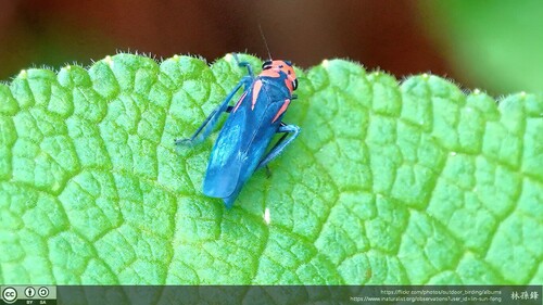 Atkinsoniella alternata, 2024-05-13