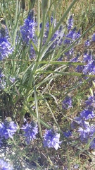 Veronica capsellicarpa