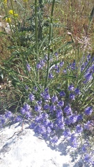 Veronica capsellicarpa