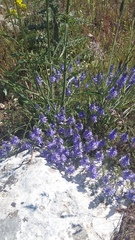 Veronica capsellicarpa