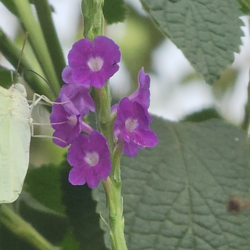 Porterweed from Airoli, Navi Mumbai, Maharashtra 400708, India on April ...