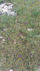 Anacamptis morio caucasica