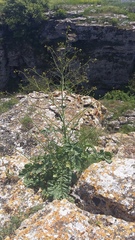 Crambe koktebelica