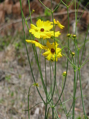 Coreopsis falcata