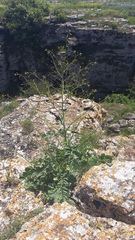 Crambe koktebelica