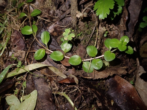 Image of Epilobium rotundifolium by (c) Oscar Dove, some rights reserved (CC BY)