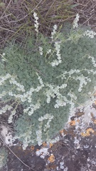 Artemisia alpina