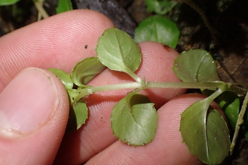 Image of Epilobium rotundifolium by (c) Oscar Dove, some rights reserved (CC BY)