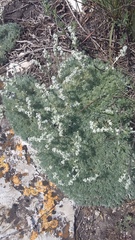 Artemisia alpina