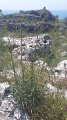 Sisymbrium polymorphum