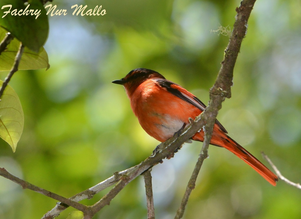 Sunda Minivet photo
