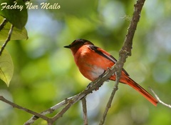 Sunda Minivet photo 1