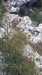 Sisymbrium polymorphum