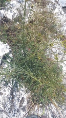 Sisymbrium polymorphum