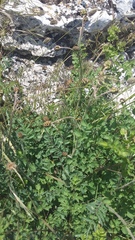 Sanguisorba minor balearica