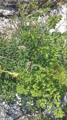 Sanguisorba minor balearica