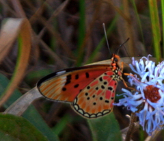 Acraea rhodesiana