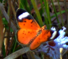 Acraea rhodesiana