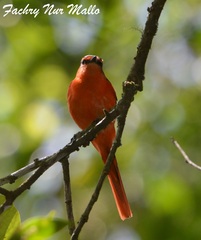 Sunda Minivet photo 3
