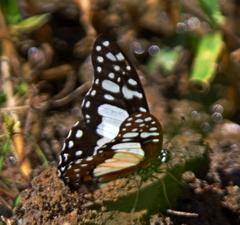 Graphium angolanus angolanus