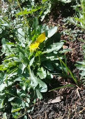 Abaeis salome jamapa