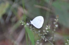 Leptosia alcesta inalcesta