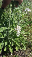 Anacamptis morio caucasica