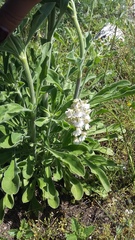 Anacamptis morio caucasica