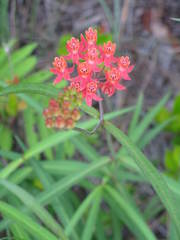 Asclepias lanceolata