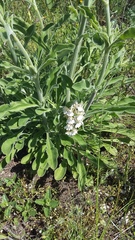 Anacamptis morio caucasica
